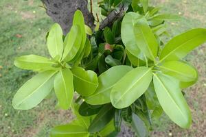 Young green leaves on branch budding beside trunk of Indian Laurel or Calophyllum inophyllum shoot. Another name is Alexandrian laurel, Bornero mahogany. photo