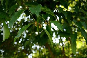 Young flowers of Mimusops elengi or Bullet wood or Bullet cherry on branch and leaves. photo