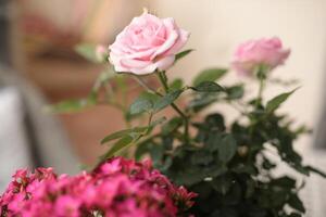 Soft pink roses and bright pink flowers are displayed together in a cozy indoor environment, capturing the tranquility of a sunny day. The greenery adds freshness to the atmosphere. photo