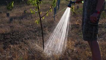 irrigação equipamento dentro usar. aspersor pulverização água em árvore e grama. água fluxos a partir de jardim mangueira e fazer brilhante gotas gostar cascata video