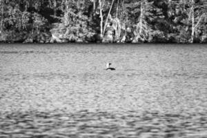 Splendid grebe bird in a Swedish lake, in front of trees on the shore in black and white photo