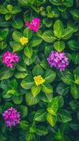 Colorful flowers on green leaves photo