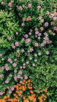 An aerial view of a flower garden with purple and orange flowers photo