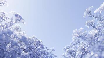 A blue sky with white flowers in the background photo