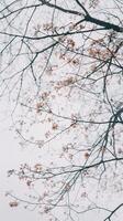 A tree with pink flowers in the sky photo