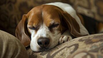 A dog sleeping on a couch photo