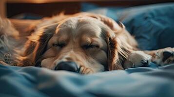A dog sleeping on a bed with blue sheets photo