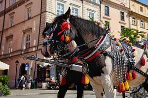 Horses with carriage for tourists in Krakow, Poland photo