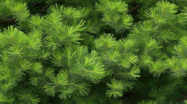 A close up of green pine trees photo