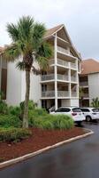 A large apartment complex with a palm tree in front photo