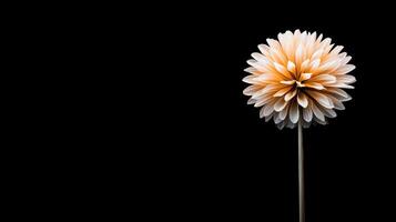 A single flower is on a black background photo