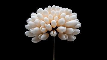 A white flower is shown on a black background photo