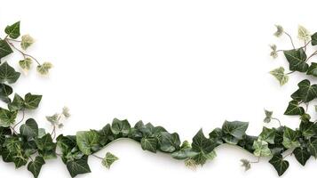 Ivy leaves on white background photo