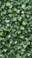 A green ivy wall with many leaves photo