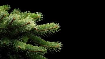 A close up of a fir tree with needles photo
