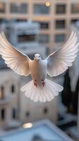 A white dove flying over a city photo