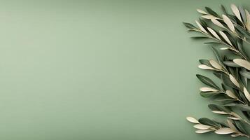 Olive branch on green background with copy space photo