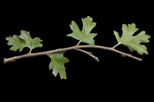 A branch with green leaves against a black background. photo