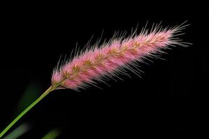 Close-up of a pink flowering grass spikelet. photo