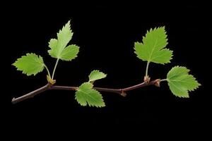 A branch with green leaves against a black background. photo