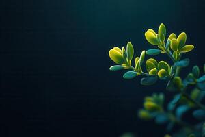 Close-up of a green plant against a dark background. photo