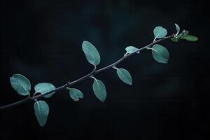 A close-up of a branch with green leaves against a dark background. photo