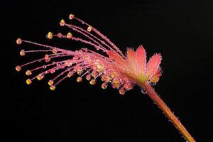 Close-up of a vibrant pink flower with dew droplets. photo