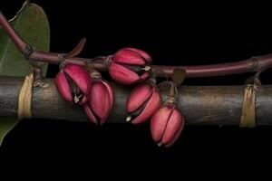 Cluster of pink seed pods on a branch. photo