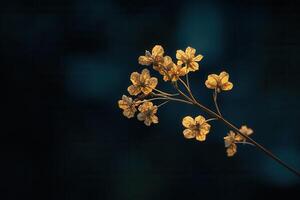 Delicate golden flowers against a dark background. photo