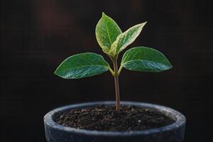Young plant sprouting in a dark pot with soil. photo