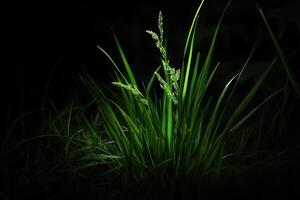 Lush green grass illuminated in a dark environment. photo