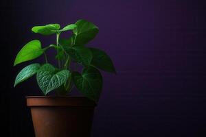 A lush green plant in a brown pot against a dark backdrop. photo