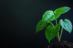 Green plant with heart-shaped leaves in dark background. photo