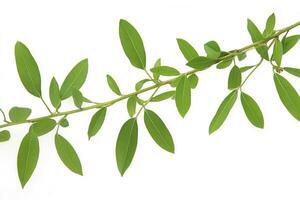 Green leaves on a stem against a white background. photo