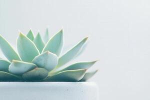 A close-up of a succulent plant in a pot. photo