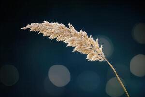 A single golden reed against a blurred background. photo