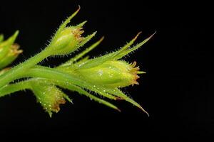 Close-up of green plant buds with fine hairs. photo