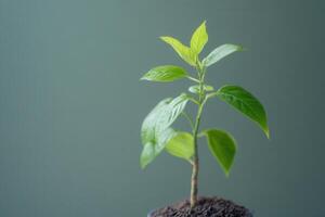 A small green plant growing in soil. photo