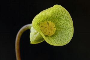 Close-up of a unique green flower with intricate patterns. photo
