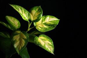 Lush green leaves with variegated patterns on a dark background. photo