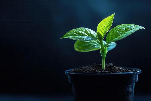 Young green plant in a black pot against a dark background. photo