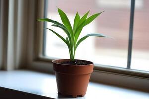 A potted plant on a windowsill, thriving in sunlight. photo