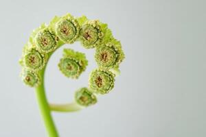 Close-up of a curled fern frond in a minimalist setting. photo