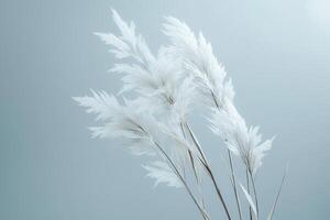 Soft white pampas grass against a light blue background. photo