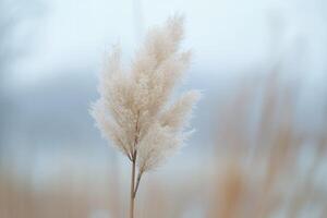 Delicate pampas grass against a soft, blurred background. photo