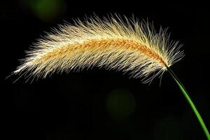 Close-up of a golden grass spike against a dark background. photo