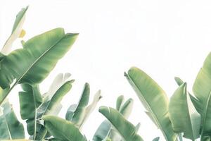 Lush green banana leaves against a light background. photo