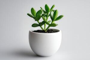A succulent plant in a white pot on a plain background. photo