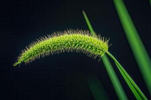 Close-up of a green plant with elongated spike structure. photo