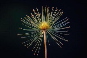 Delicate plant structure with fine, radiating filaments. photo